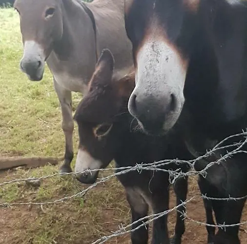 Hébergement de vacances La Torre De Cubillas *